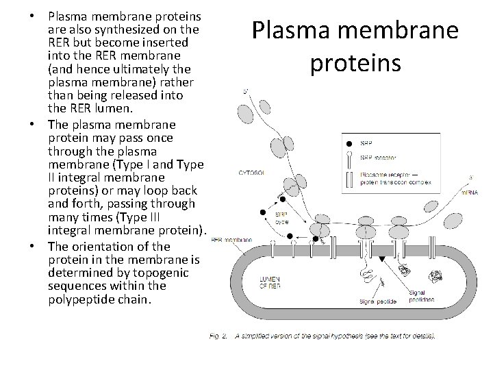  • Plasma membrane proteins are also synthesized on the RER but become inserted