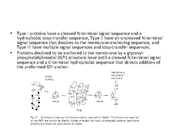  • Type I proteins have a cleaved N-terminal signal sequence and a hydrophobic