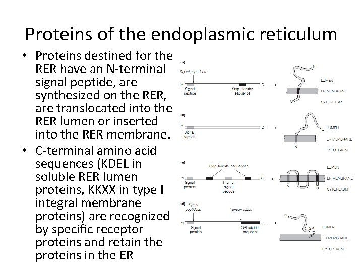 Proteins of the endoplasmic reticulum • Proteins destined for the RER have an N-terminal