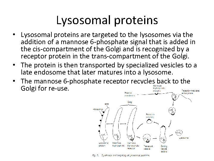 Lysosomal proteins • Lysosomal proteins are targeted to the lysosomes via the addition of