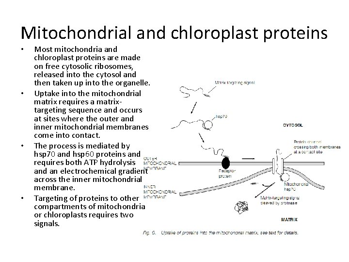 Mitochondrial and chloroplast proteins • • Most mitochondria and chloroplast proteins are made on
