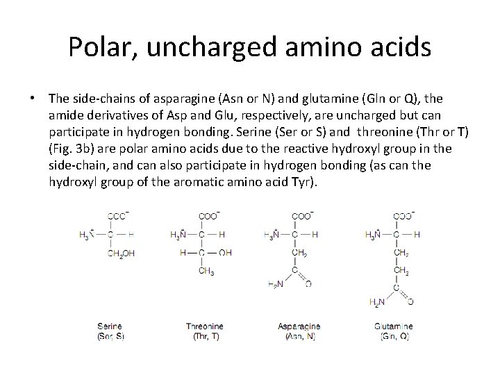Polar, uncharged amino acids • The side-chains of asparagine (Asn or N) and glutamine