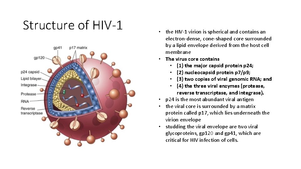 Structure of HIV-1 • the HIV-1 virion is spherical and contains an electron-dense, cone-shaped