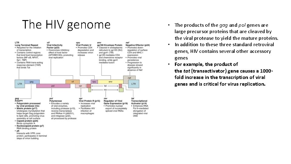 The HIV genome • The products of the gag and pol genes are large
