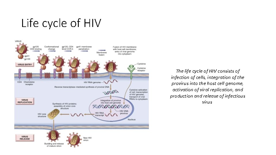 Life cycle of HIV The life cycle of HIV consists of infection of cells,