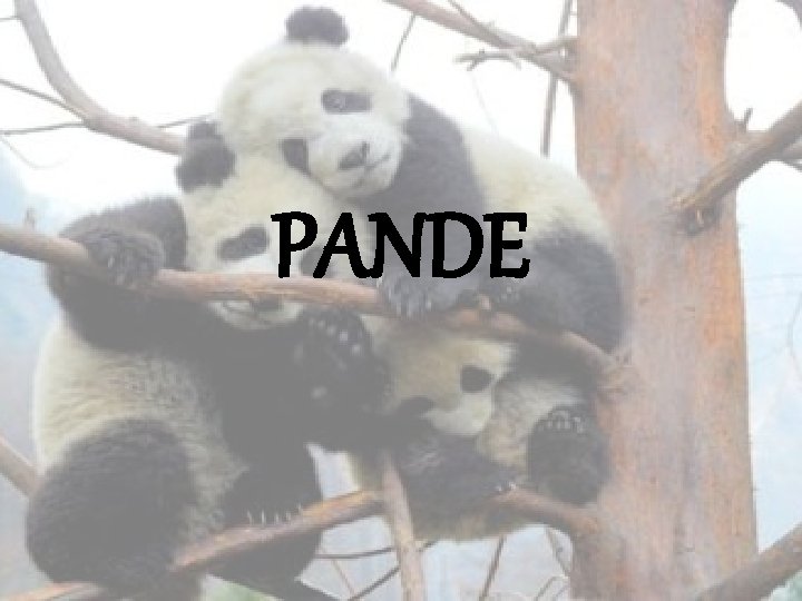 PANDE 