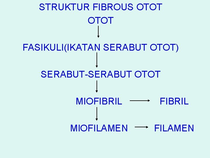 STRUKTUR FIBROUS OTOT FASIKULI(IKATAN SERABUT OTOT) SERABUT-SERABUT OTOT MIOFIBRIL MIOFILAMEN 