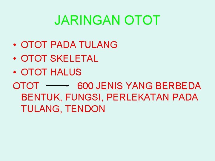 JARINGAN OTOT • OTOT PADA TULANG • OTOT SKELETAL • OTOT HALUS OTOT 600