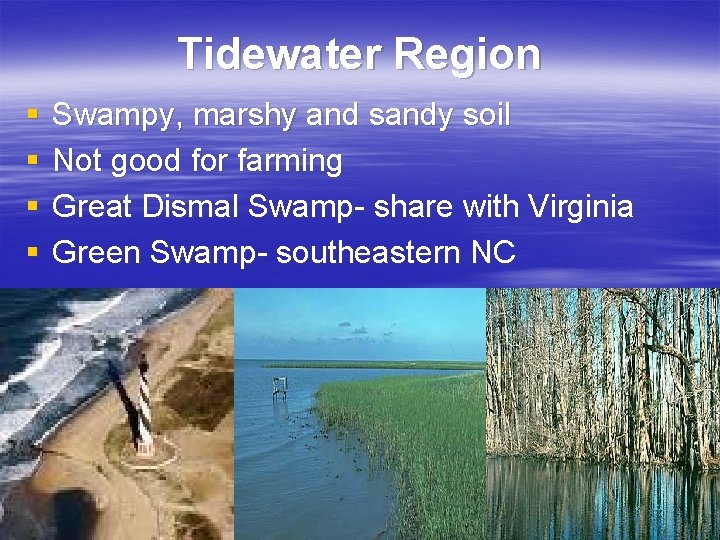 Tidewater Region § § Swampy, marshy and sandy soil Not good for farming Great