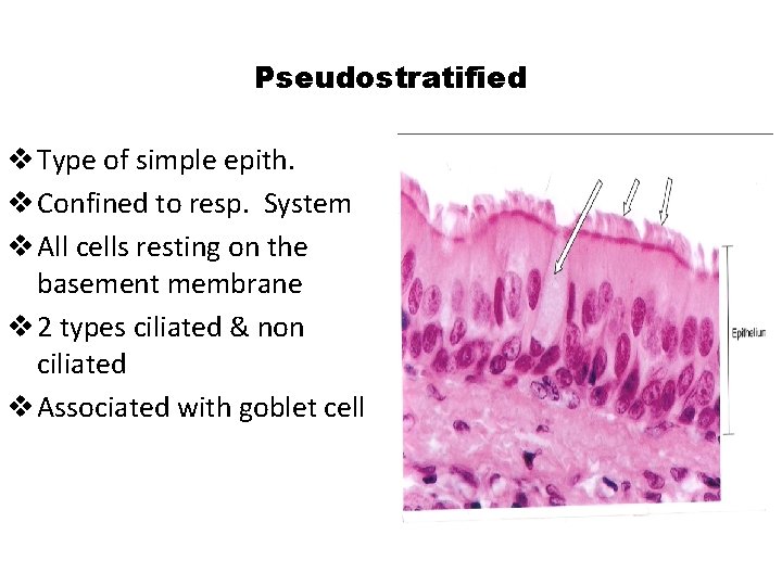 Pseudostratified v Type of simple epith. v Confined to resp. System v All cells