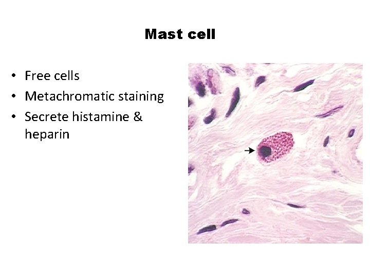 Mast cell • Free cells • Metachromatic staining • Secrete histamine & heparin 