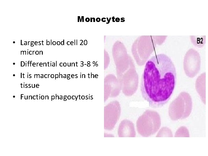 Monocytes • Largest blood cell 20 micron • Differential count 3 -8 % •