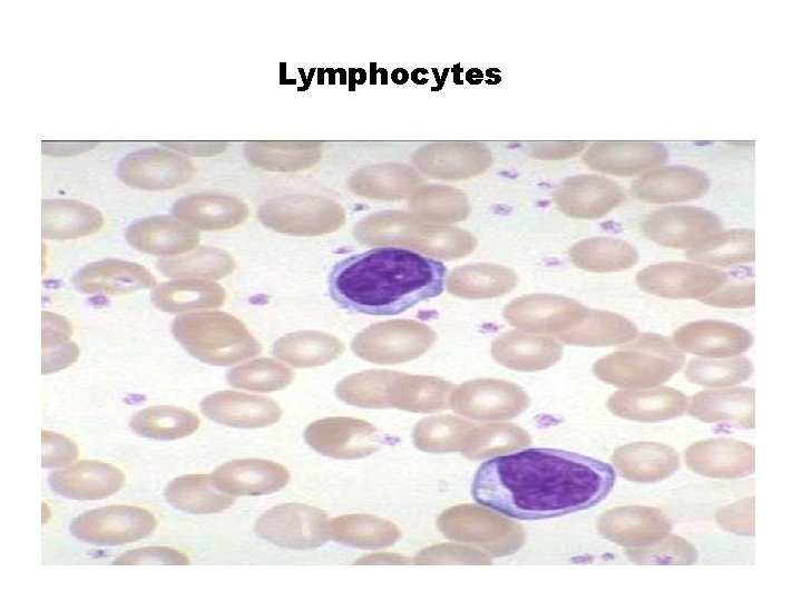 Lymphocytes 