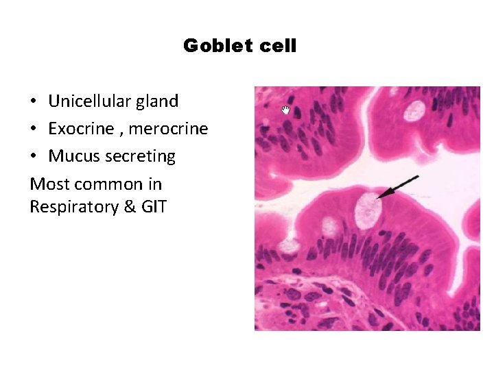 Goblet cell • Unicellular gland • Exocrine , merocrine • Mucus secreting Most common
