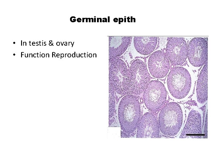 Germinal epith • In testis & ovary • Function Reproduction 