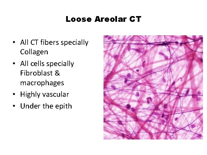 Loose Areolar CT • All CT fibers specially Collagen • All cells specially Fibroblast