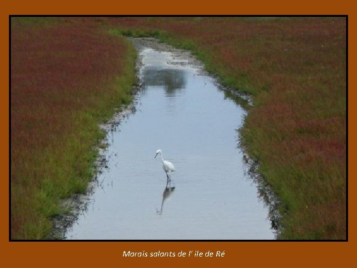 Marais salants de l’ ile de Ré 