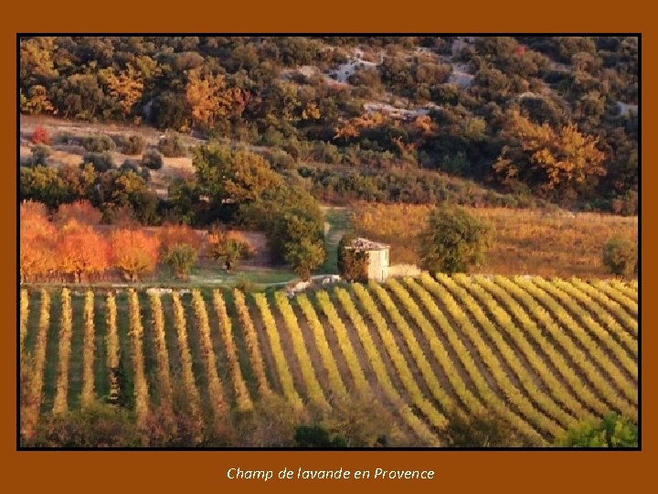 Champ de lavande en Provence 