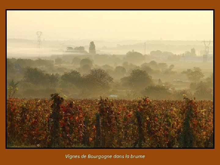 Vignes de Bourgogne dans la brume 