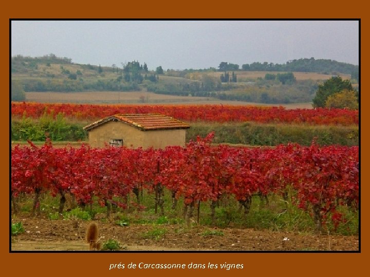 prés de Carcassonne dans les vignes 