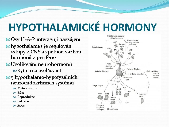 HYPOTHALAMICKÉ HORMONY Osy H-A-P interagují navzájem hypothalamus je regulován vstupy z CNS a zpětnou