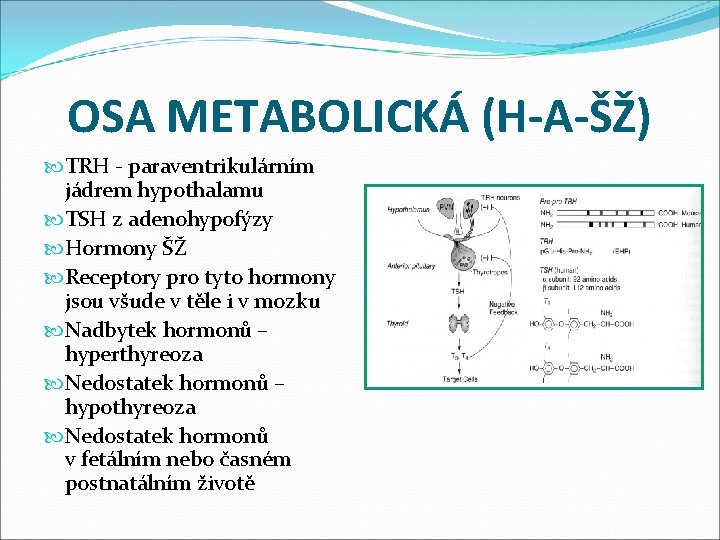 OSA METABOLICKÁ (H-A-ŠŽ) TRH - paraventrikulárním jádrem hypothalamu TSH z adenohypofýzy Hormony ŠŽ Receptory