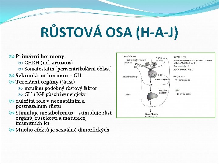 RŮSTOVÁ OSA (H-A-J) Primární hormony GHRH (ncl. arcuatus) Somatostatin (periventrikulární oblast) Sekundární hormon –