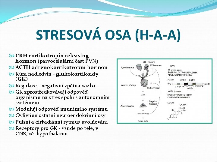 STRESOVÁ OSA (H-A-A) CRH cortikotropin releasing hormon (parvocelulární část PVN) ACTH adrenokortikotropní hormon Kůra