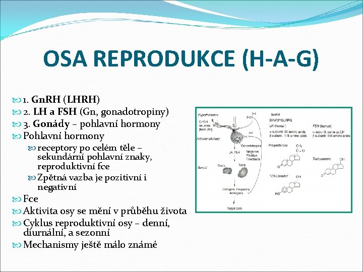 OSA REPRODUKCE (H-A-G) 1. Gn. RH (LHRH) 2. LH a FSH (Gn, gonadotropiny) 3.