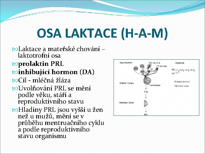 OSA LAKTACE (H-A-M) Laktace a mateřské chování – laktotrofní osa prolaktin PRL inhibující hormon