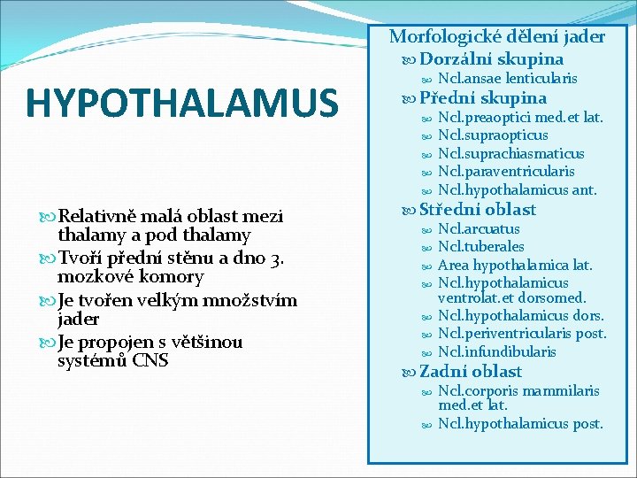 Morfologické dělení jader HYPOTHALAMUS Relativně malá oblast mezi thalamy a pod thalamy Tvoří přední