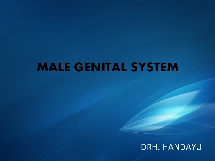 MALE GENITAL SYSTEM DRH. HANDAYU 