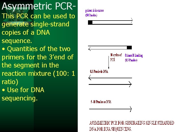 Asymmetric PCRThis PCR can be used to generate single-strand copies of a DNA sequence.