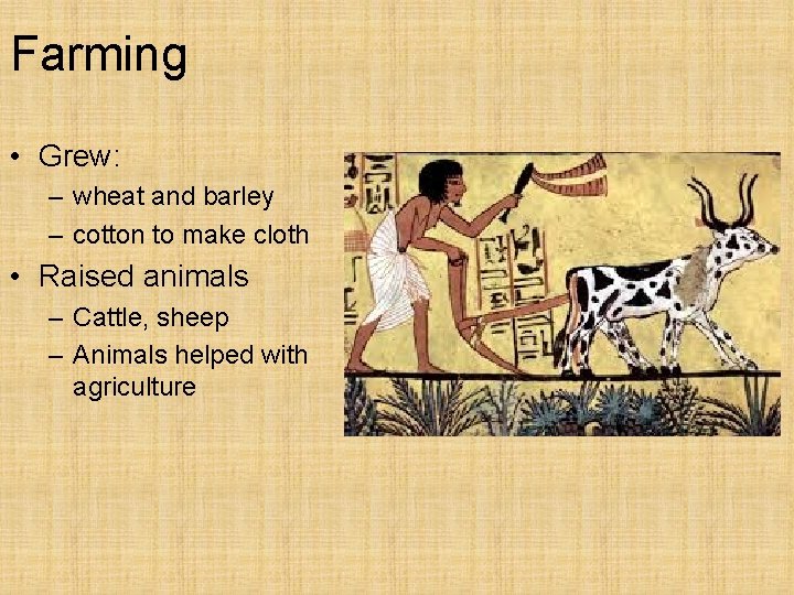 Farming • Grew: – wheat and barley – cotton to make cloth • Raised