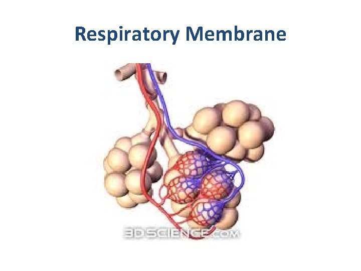 Respiratory Membrane 