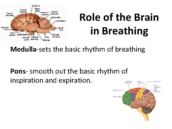 Role of the Brain in Breathing Medulla-sets the basic rhythm of breathing Pons- smooth