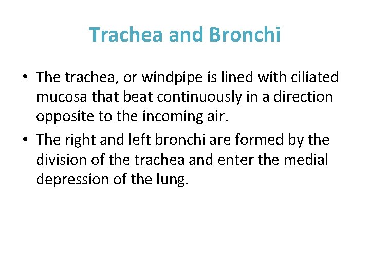 Trachea and Bronchi • The trachea, or windpipe is lined with ciliated mucosa that