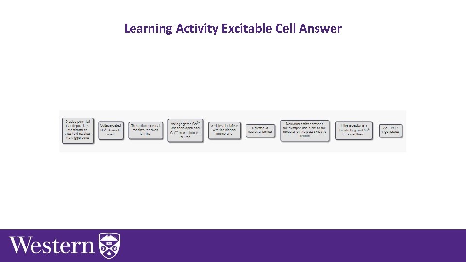 Learning Activity Excitable Cell Answer 