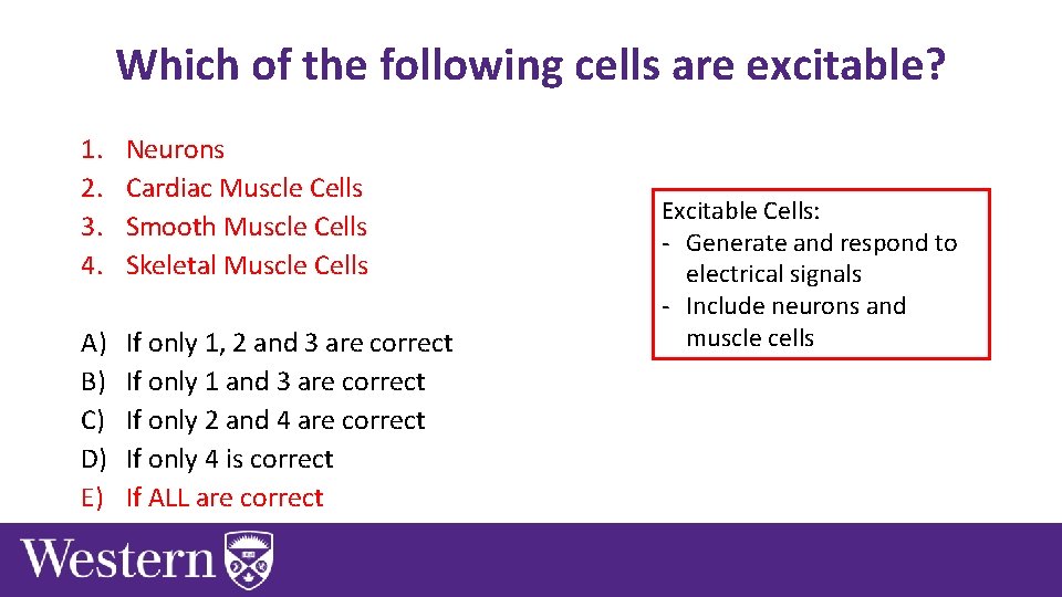 Which of the following cells are excitable? 1. 2. 3. 4. Neurons Cardiac Muscle