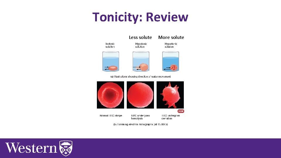 Tonicity: Review Less solute More solute 