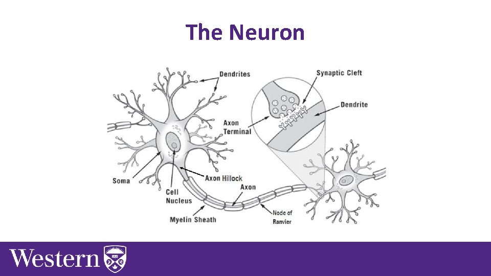 The Neuron 