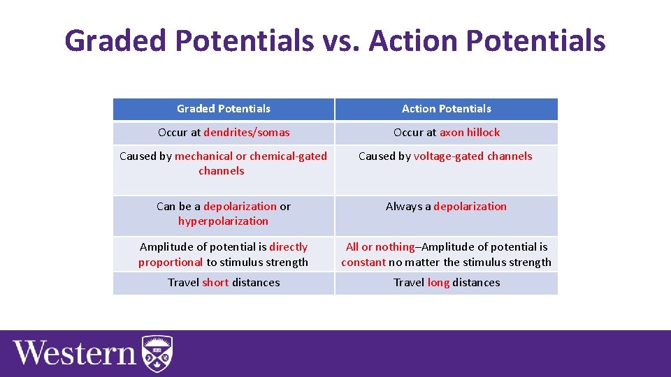 Graded Potentials vs. Action Potentials Graded Potentials Action Potentials Occur at dendrites/somas Occur at