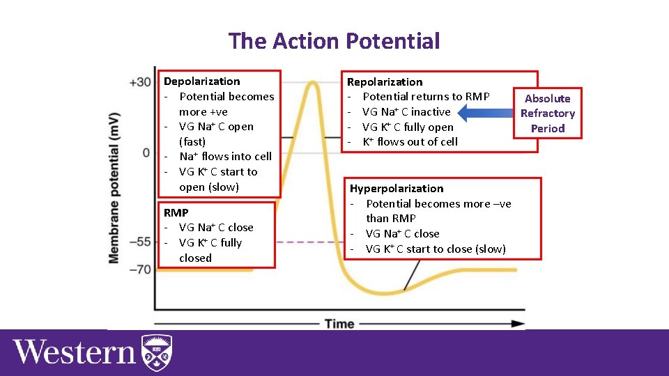 The Action Potential Depolarization - Potential becomes more +ve - VG Na+ C open