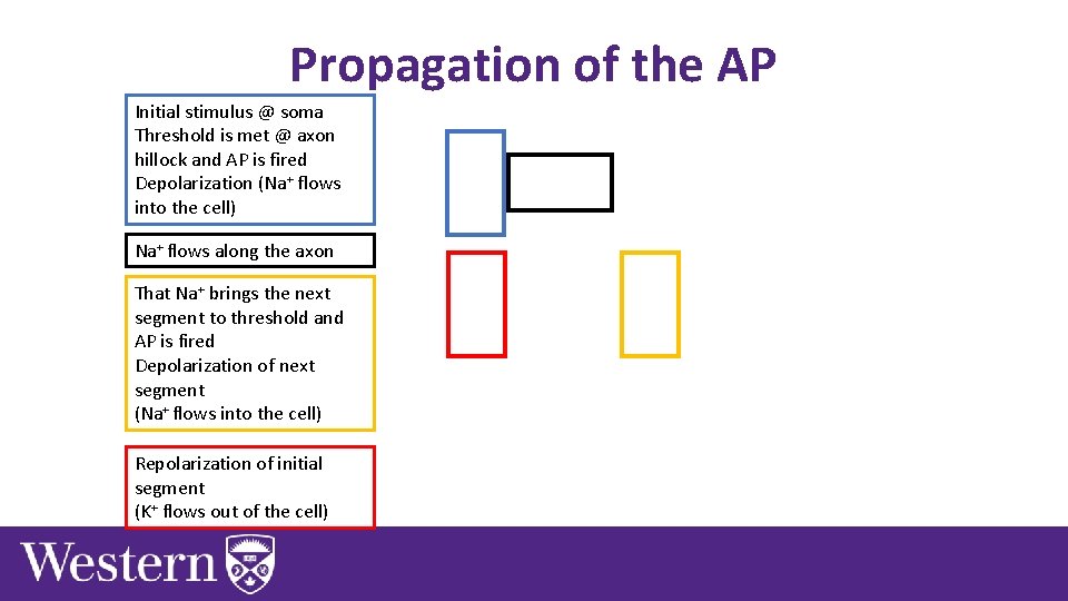 Propagation of the AP Initial stimulus @ soma Threshold is met @ axon hillock