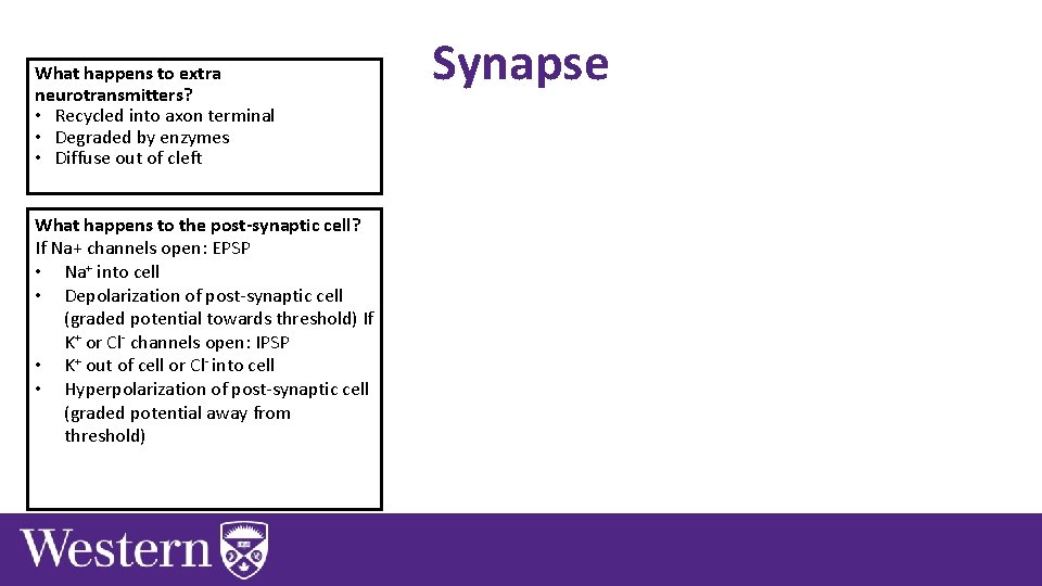 What happens to extra neurotransmitters? • Recycled into axon terminal • Degraded by enzymes