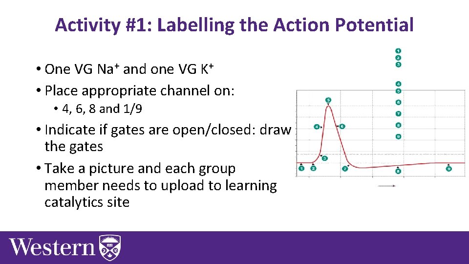 Activity #1: Labelling the Action Potential • One VG Na+ and one VG K+