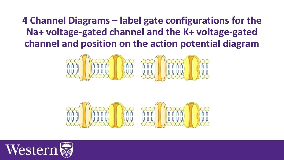 4 Channel Diagrams – label gate configurations for the Na+ voltage-gated channel and the