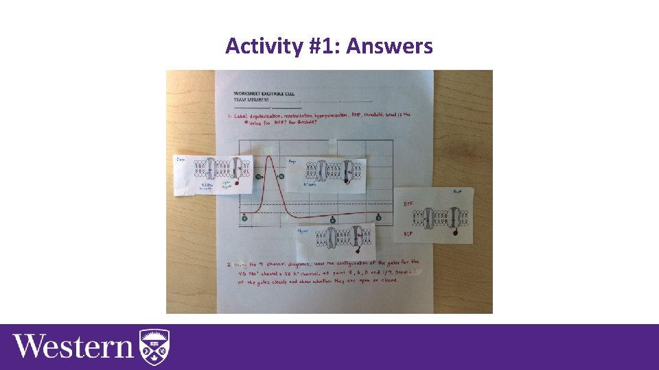 Activity #1: Answers 