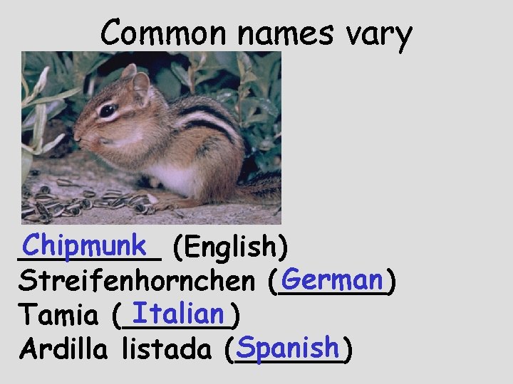 Common names vary Chipmunk (English) ____ German Streifenhornchen (______) Italian Tamia (______) Spanish Ardilla