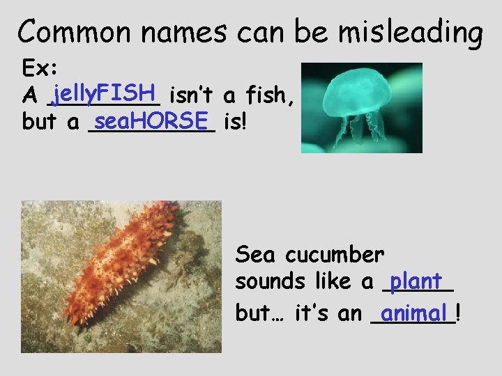 Common names can be misleading Ex: jelly. FISH isn’t a fish, A ____ sea.